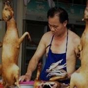 Китайцы Едят Собак