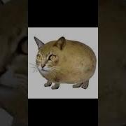 Туц Туц Туц Туду Туц Туц Туц