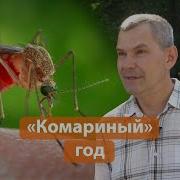 Много Комаров Много Много Комаров