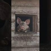 Доброе Утро Моя Девочка Спешу Пожелать
