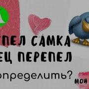 Самка Самец Перепел