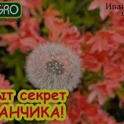 Одуванчик Иванова