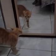 Кот Обосрался От Страха Смотря В Зеркало