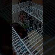 Знакомьтесь Это Булочка