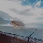 Тык Дык Тык Дык Шабаман Байден Байден