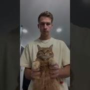 Песня Tnat Tnat По Кошачьи