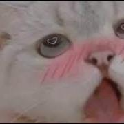 姐姐的催眠极致快乐