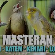 Kenari Kipas Tembak Celilin