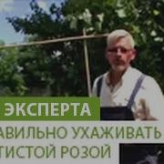 Аморет Прекрасное Далеко