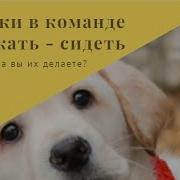Собака Лает Дрессировка Лабрадор Апорт