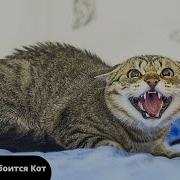 Звук Отпугиватель Коз