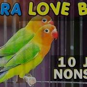 Masteran Murai Lovebird