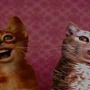 Numa Cat Midi