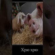 Угомонись Порося Мем