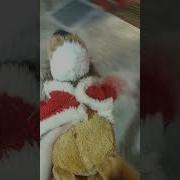 Стреножте Сталью Дерзкий Шаг