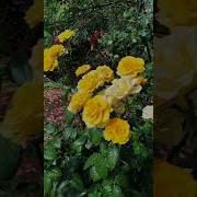 Весенний Сад Песня
