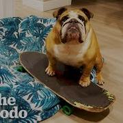 Bulldog I Tried To Sleep