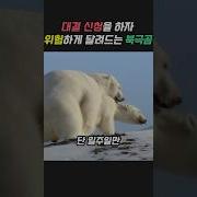 북극곰 짝찟기