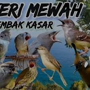 Masteran Mewah Roll Tembak Kasar Masteran Gampang Masuk