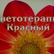 Corciolli Красный Страсть