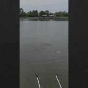Звук Для Приманки Рыбы