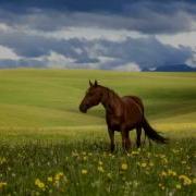 Очень Красивая Казахская Народная Песня Гаухар Тас Природа Казахстана