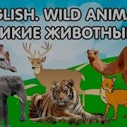 Песенка Про Диких Животных На Английском