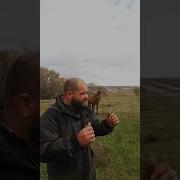 Конь Алкоголик