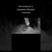 Слышь Ублюдок Ебанный Прекрати Хуярить Лес Бобр 2023