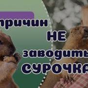 Сурок Домашний