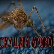 Звук Комара 10 Часов