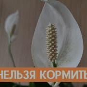 Женское Счастье