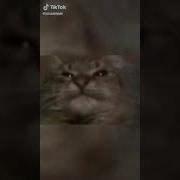 Кит Ты Маму Мав Тик Ток