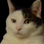 Kitty Cat Реклама Ахаха