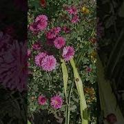 Жëлтенькие Листики