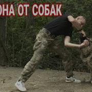 Бездомные Собаки