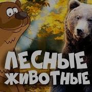 Животные Мультики Для Детей