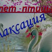 Танец Птиц Изумительный Полёт Птиц Релакс