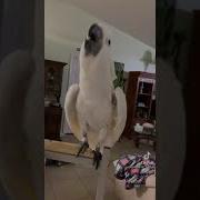 Parrot Vibing To A Song