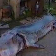 Ловци На Моруни