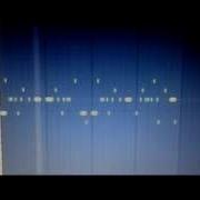 No No Cat Fl Studio Flaxtone Edit How To Make A Cat Song