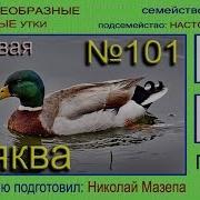 Голос Самки И Самца Кряквы В Стае
