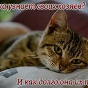 Как Кошка Узнает Своих Хозяев