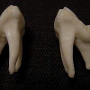 The Teeth Of The Wolf Зубы Волка