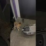 Мем С Белыми Котами В Метро
