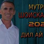 Мутриби Шоискандар 2025