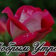 Под Июньским Солнцем Радость С Утра