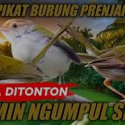 Burung Ciwah V Prejak Piyeng