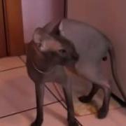 Говорящий Кот Как Дела Нормально