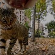 Cat With Gopro Epic